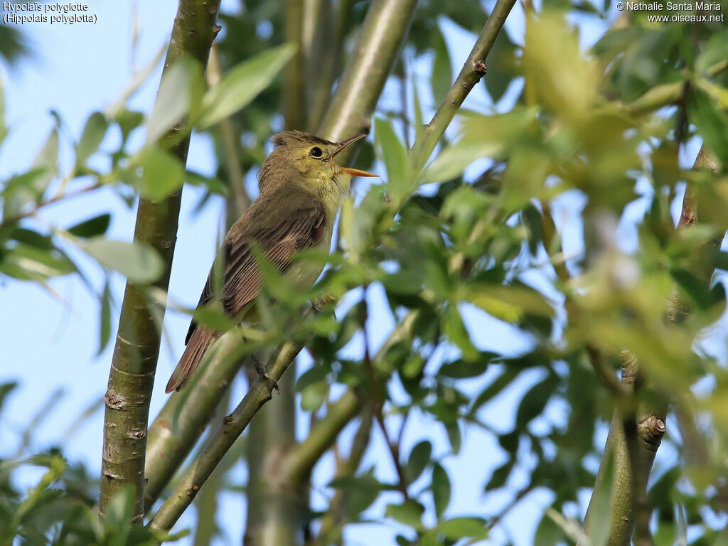 Melodious Warbler male adult, identification, song, Behaviour