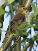 Melodious Warbler