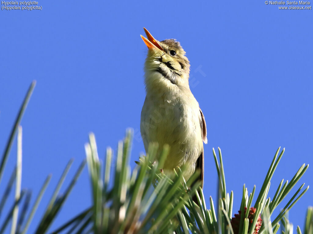 Melodious Warbler male adult, identification, song