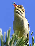 Melodious Warbler