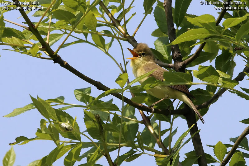 Melodious Warbler male adult, identification, habitat, song