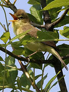 Melodious Warbler