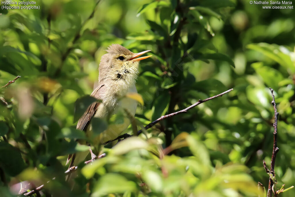 Melodious Warbleradult, identification, song