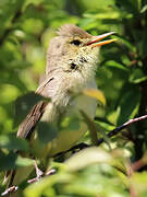 Melodious Warbler