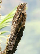 Common Potoo