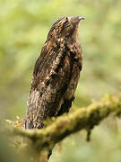 Common Potoo