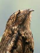 Common Potoo