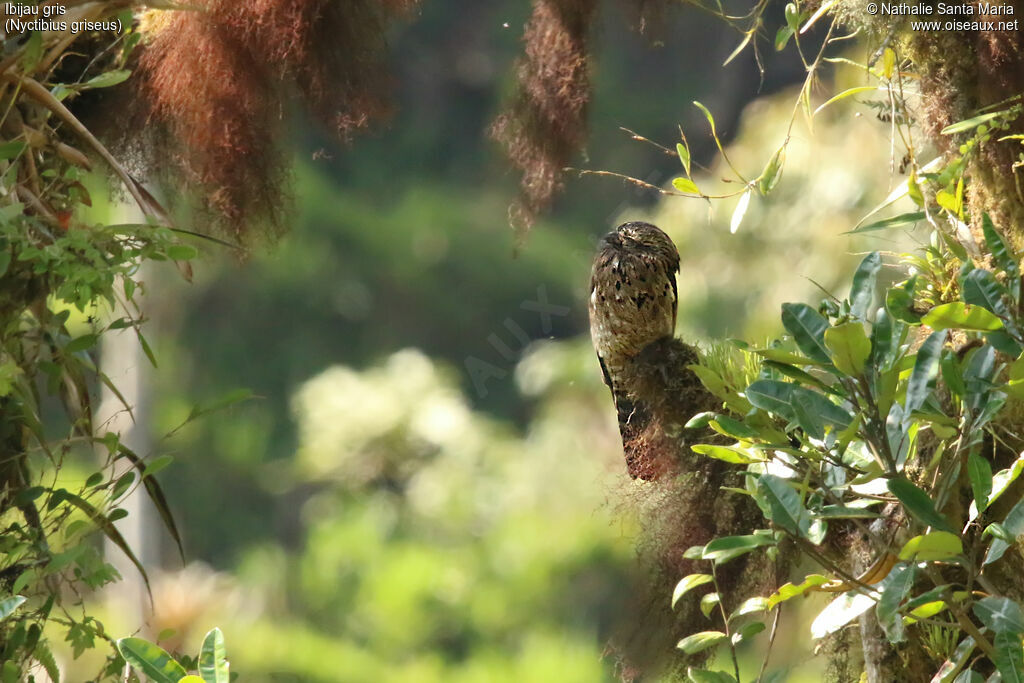 Common Potooadult, habitat