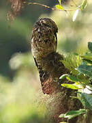 Common Potoo