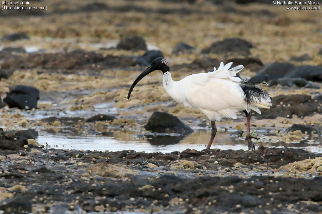 Ibis à cou noiradulte nuptial, identification, marche