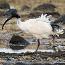 Ibis à cou noir