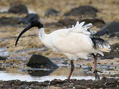 Australian White Ibis