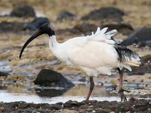 Ibis à cou noir