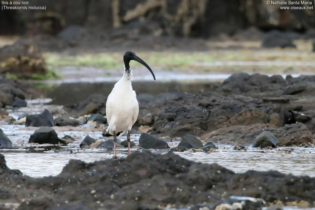 Ibis à cou noiradulte, habitat