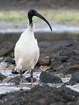 Ibis à cou noir