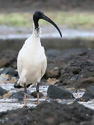 Australian White Ibis