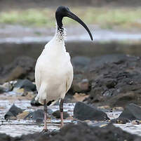 Ibis à cou noir