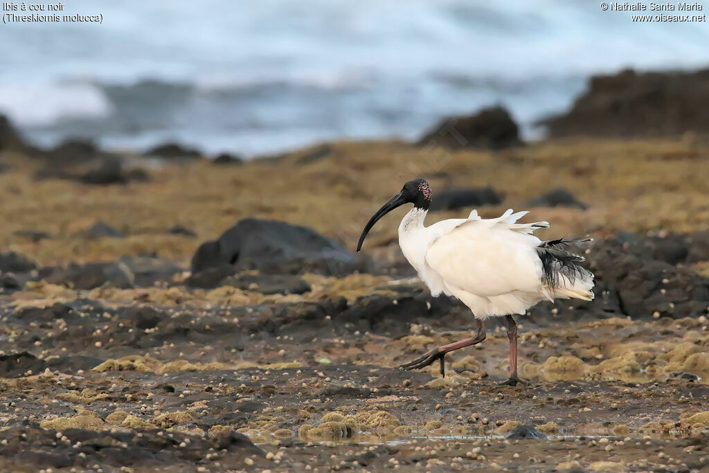 Australian White Ibisadult breeding, identification, walking