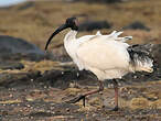 Ibis à cou noir