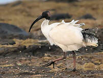 Ibis à cou noir