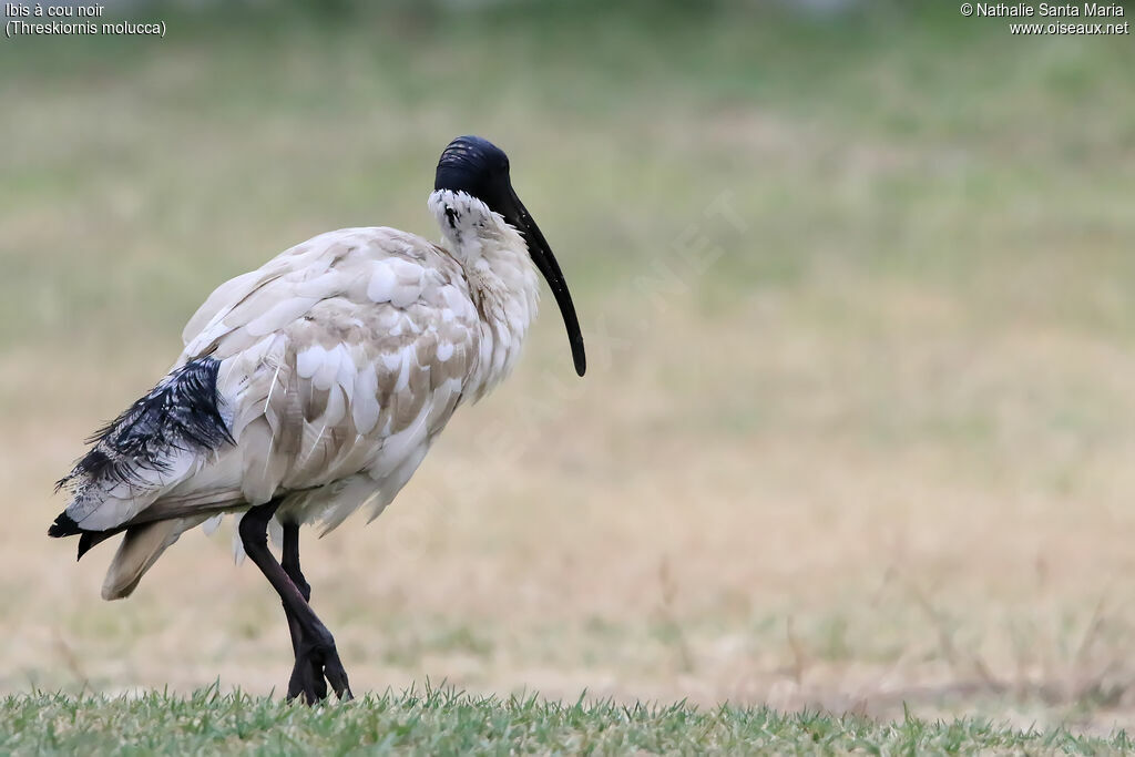 Australian White Ibisadult breeding, identification