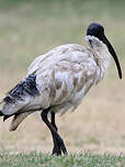 Ibis à cou noir