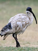 Australian White Ibis