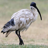 Ibis à cou noir