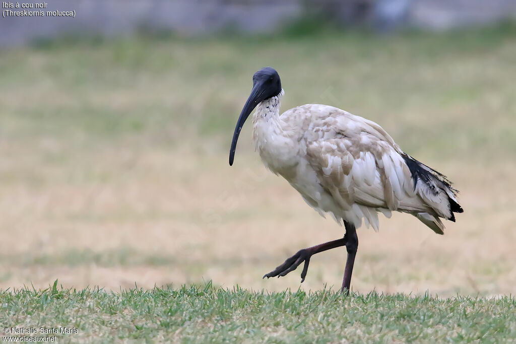 Ibis à cou noiradulte nuptial, identification, marche