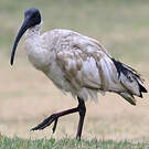 Ibis à cou noir