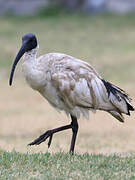 Australian White Ibis