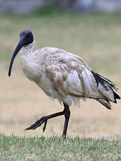 Ibis à cou noir