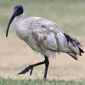 Ibis à cou noir