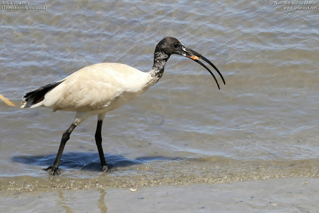 Ibis à cou noiradulte, identification, marche, mange