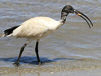 Ibis à cou noir