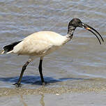 Ibis à cou noir