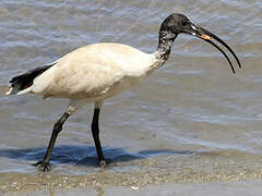 Ibis à cou noir