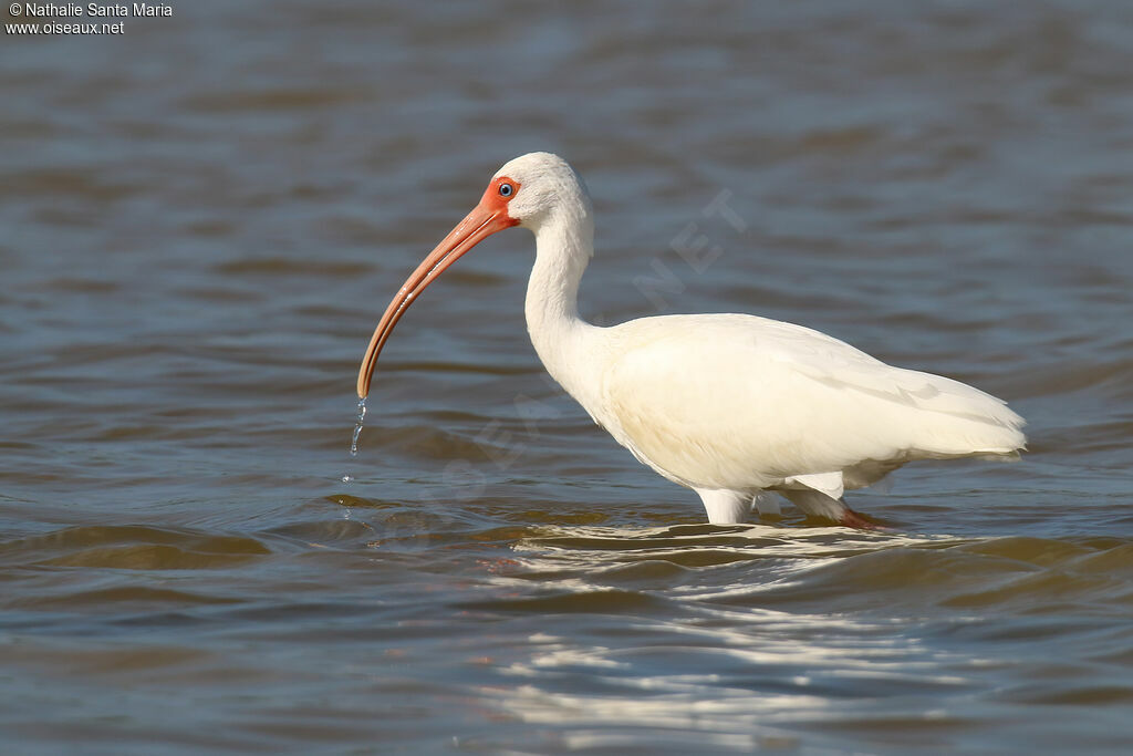 American White Ibisadult, identification