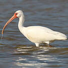 Ibis blanc