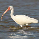 Ibis blanc