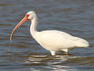 Ibis blanc