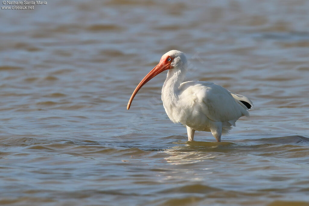 Ibis blancadulte, identification