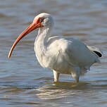 Ibis blanc