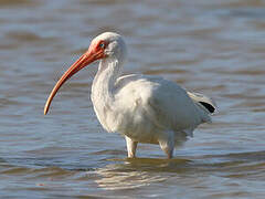 American White Ibis