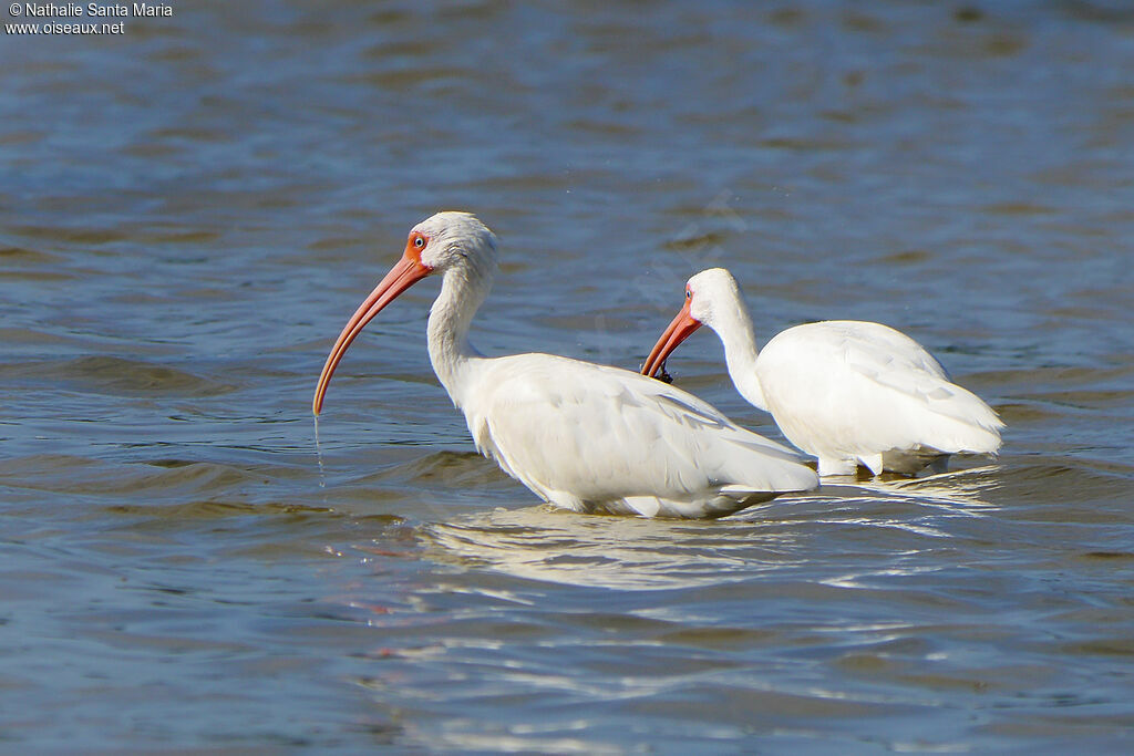 American White Ibisadult, identification, fishing/hunting