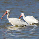 Ibis blanc
