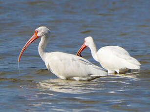 Ibis blanc