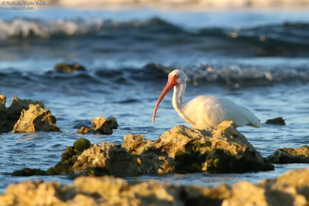 Ibis blancadulte, habitat, marche