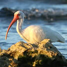 Ibis blanc