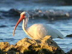 American White Ibis